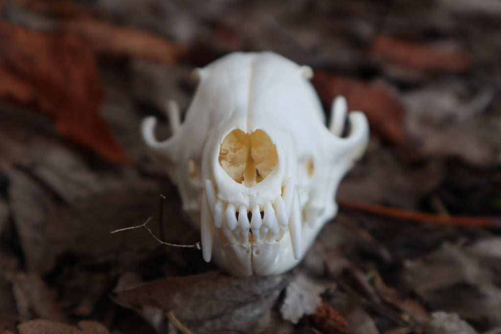 Red Fox Skull