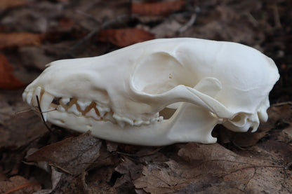 Red Fox Skull