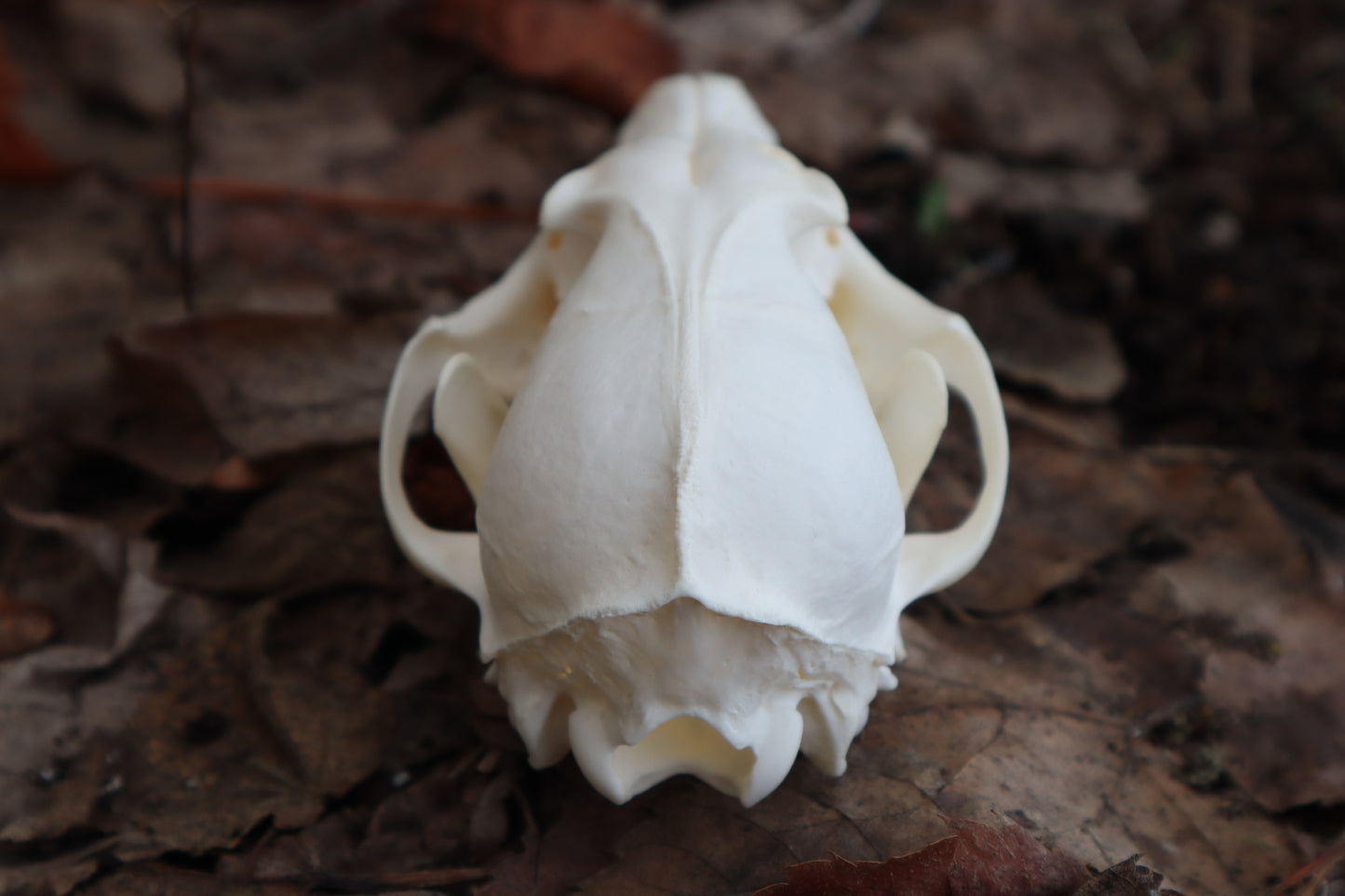 Red Fox Skull