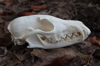 Red Fox Skull