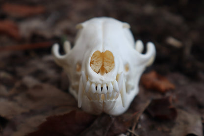 Red Fox Skull