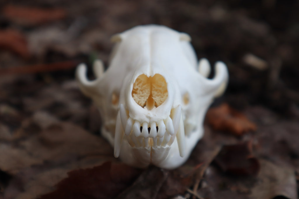 Red Fox Skull