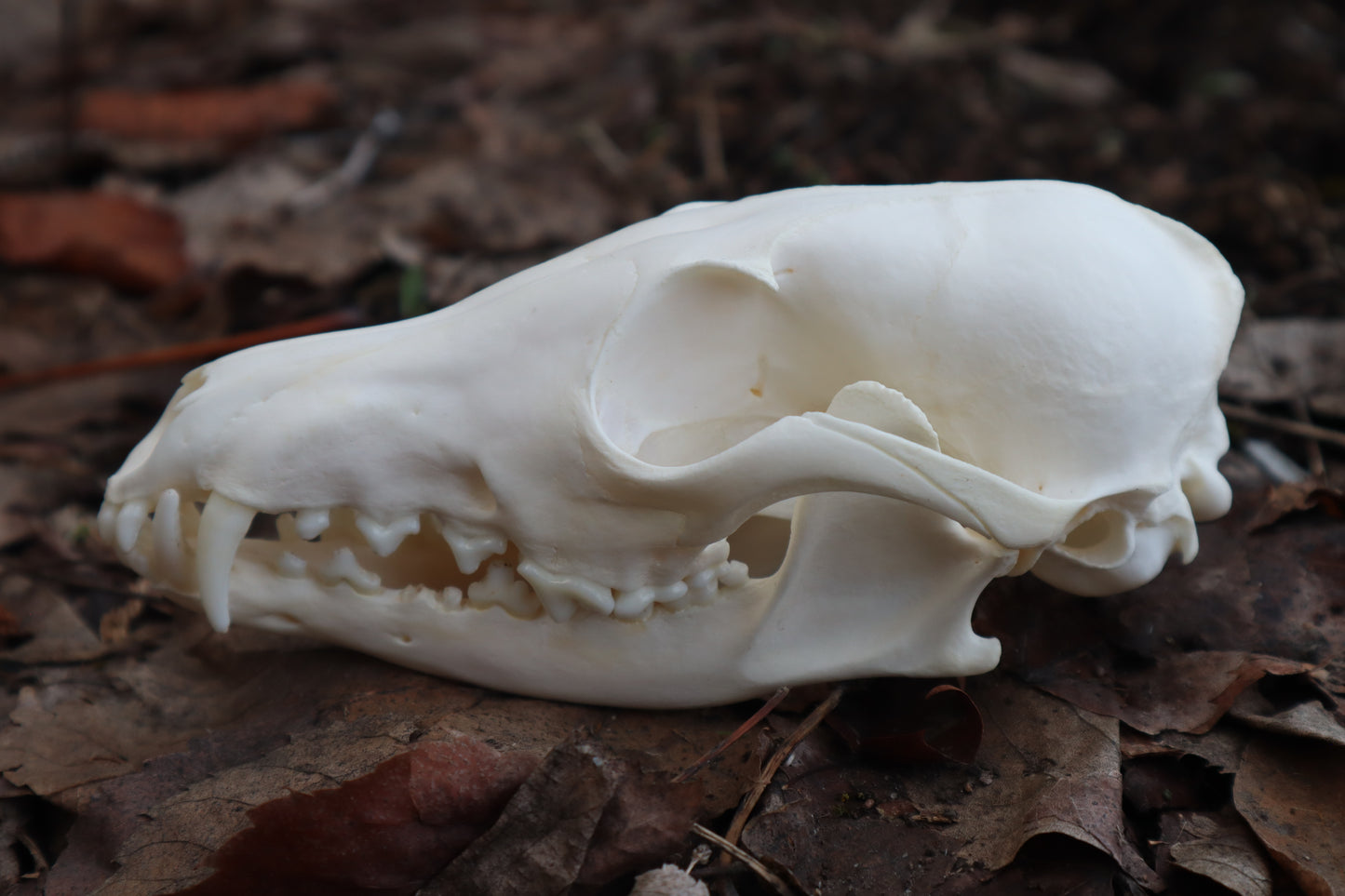 Red Fox Skull