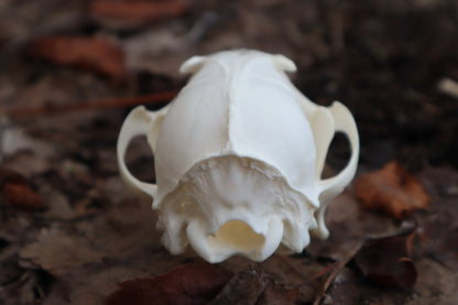 Red Fox Skull