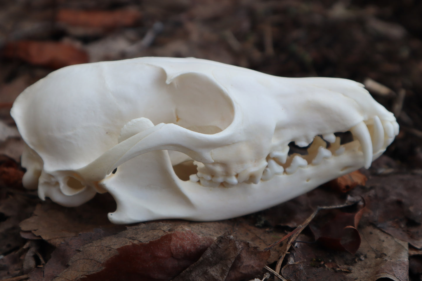 Red Fox Skull