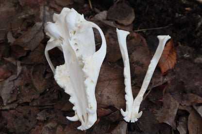 Red Fox Skull