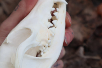 Red Fox Skull