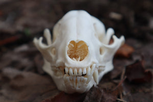 Pathological Raccoon Skull