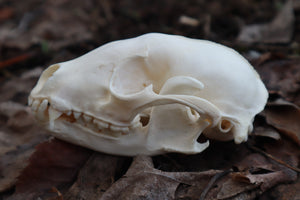 Pathological Raccoon Skull