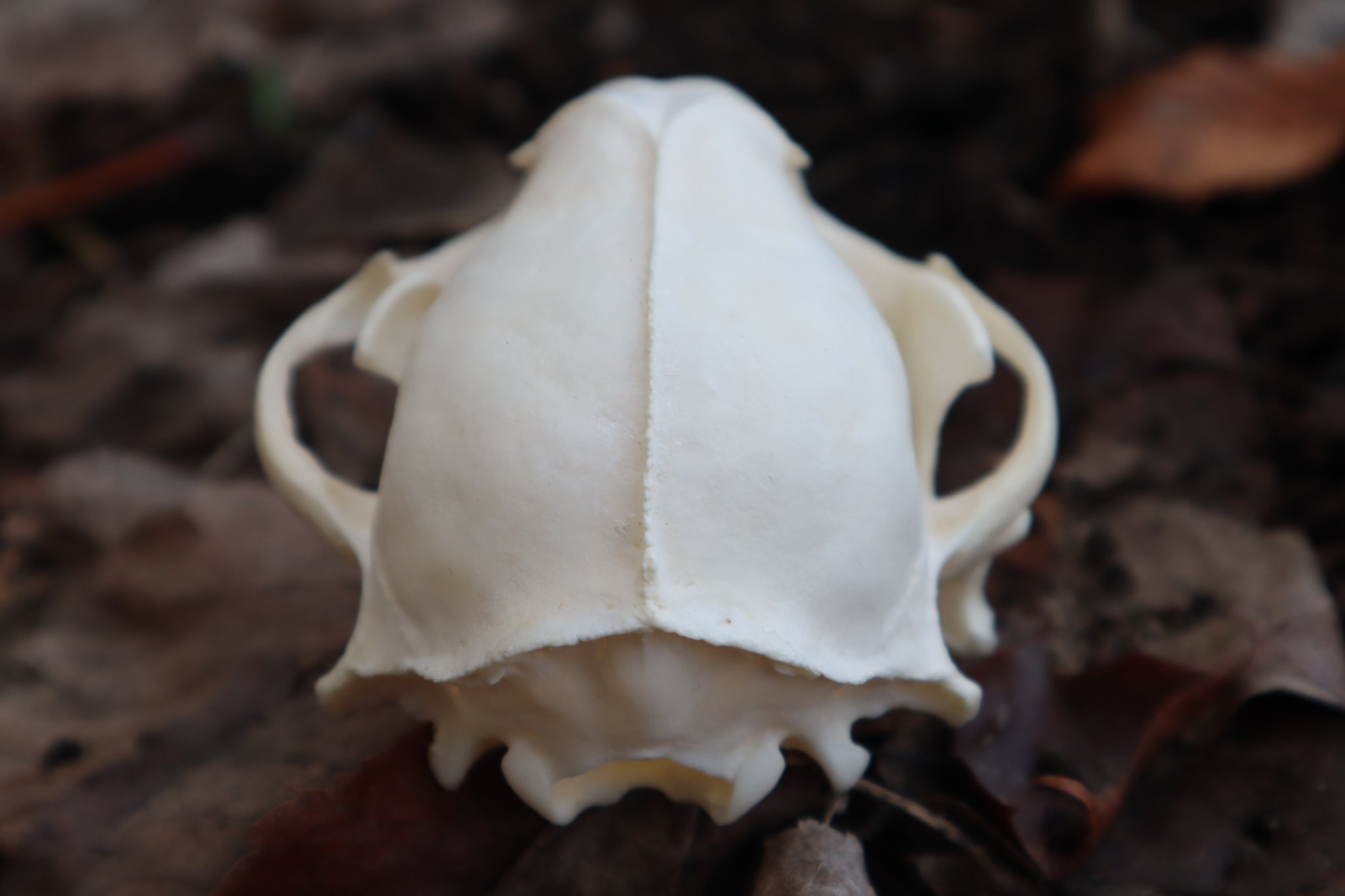 Pathological Raccoon Skull