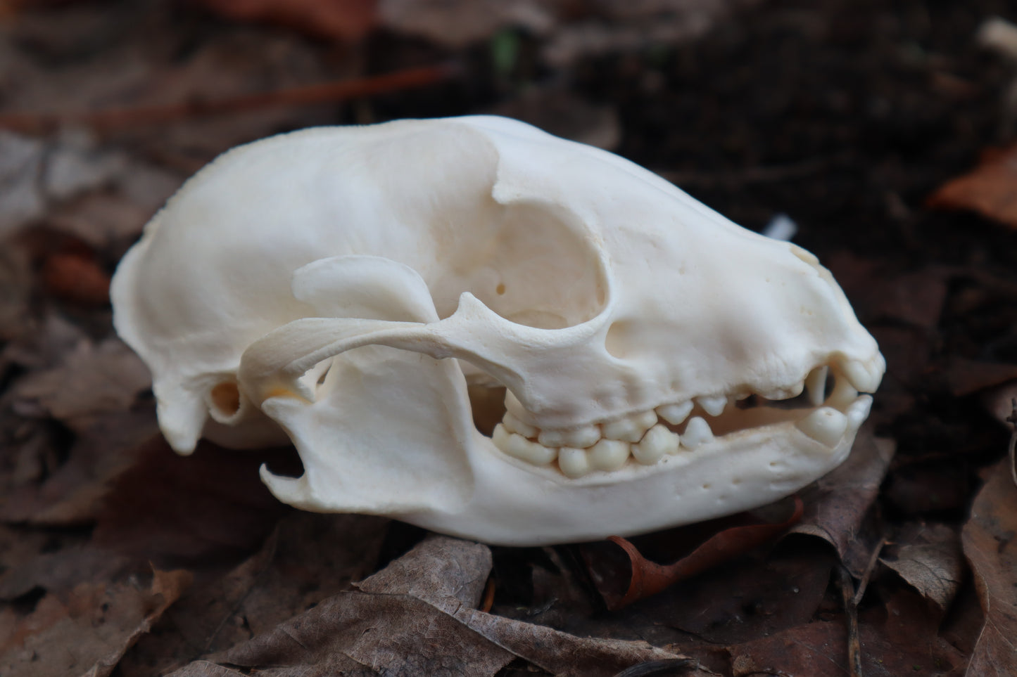 Pathological Raccoon Skull