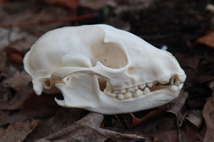 Pathological Raccoon Skull