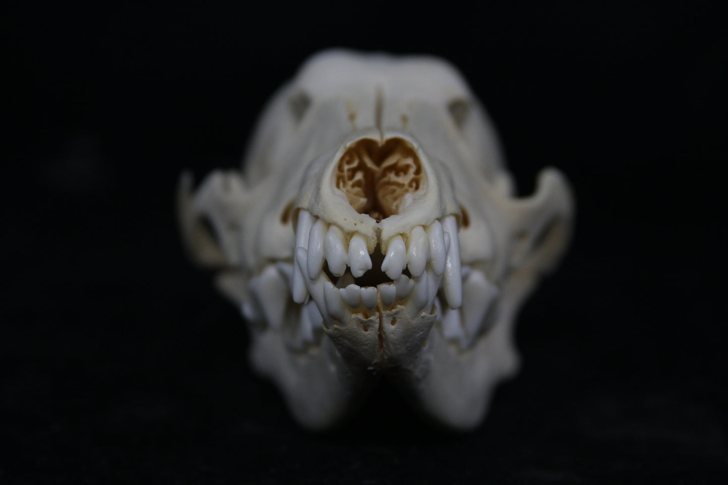 Juvenile Coyote Skull