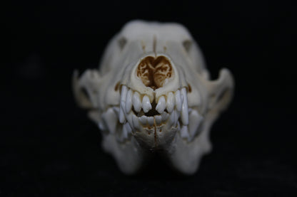 Juvenile Coyote Skull