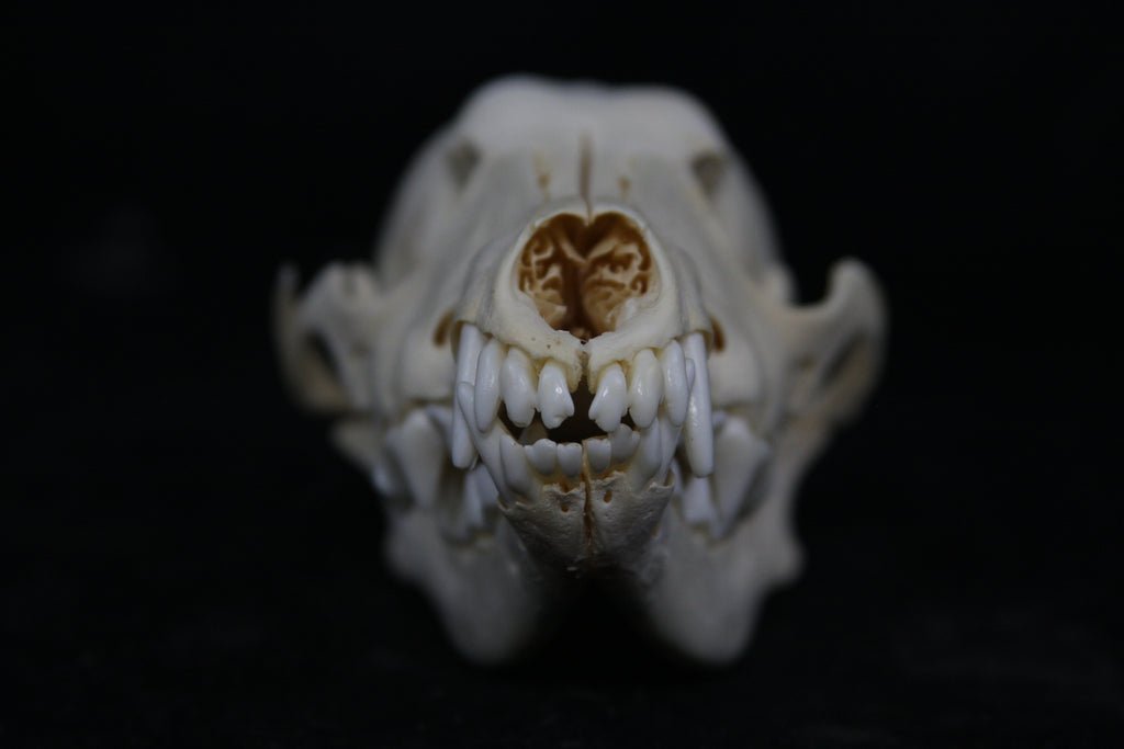 Juvenile Coyote Skull
