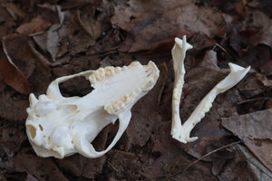 Pathological Raccoon Skull