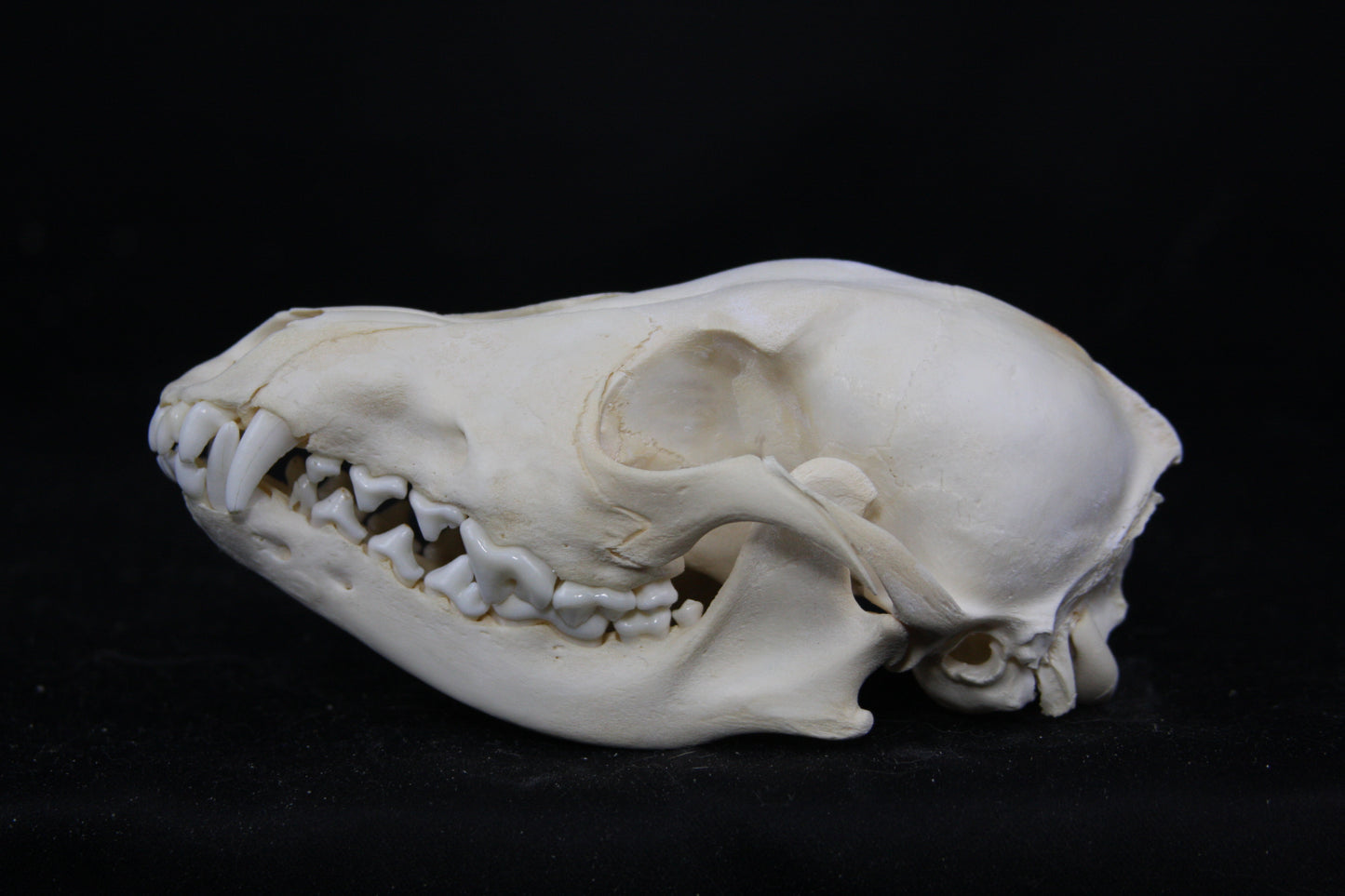 Juvenile Coyote Skull