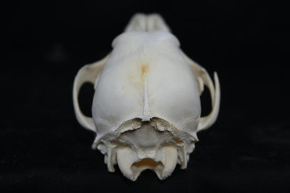 Juvenile Coyote Skull