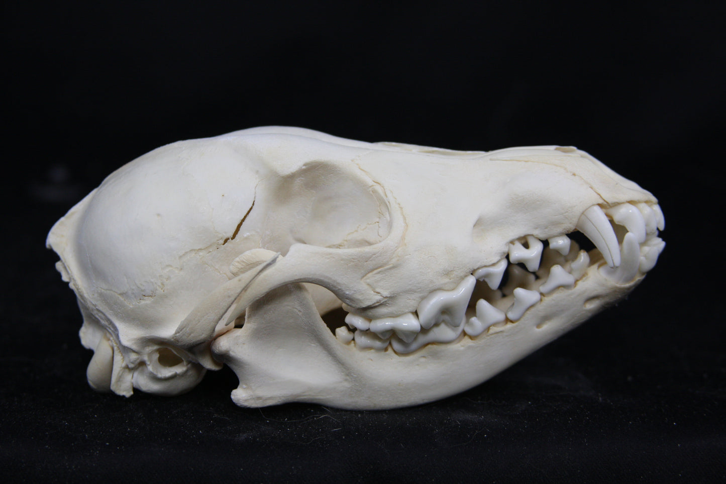 Juvenile Coyote Skull
