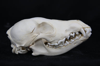Juvenile Coyote Skull