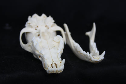 Juvenile Coyote Skull