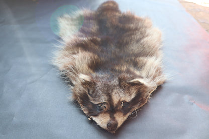 Soft Tanned Raccoon Pelt