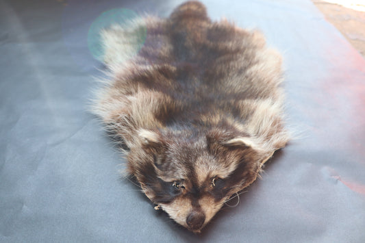 Soft Tanned Raccoon Pelt