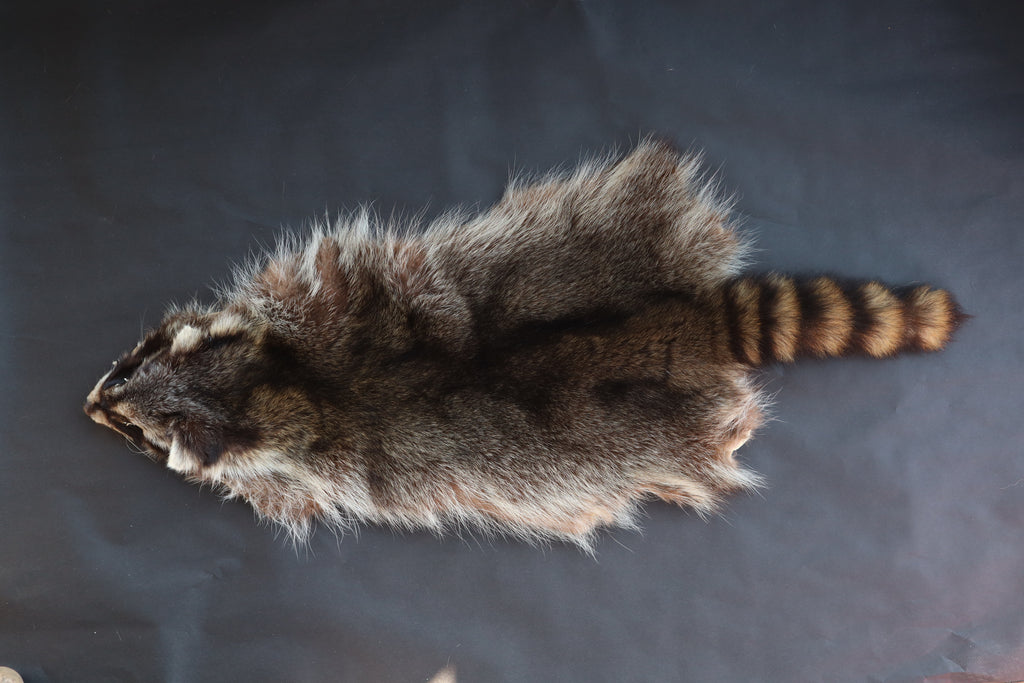 Soft Tanned Raccoon Pelt