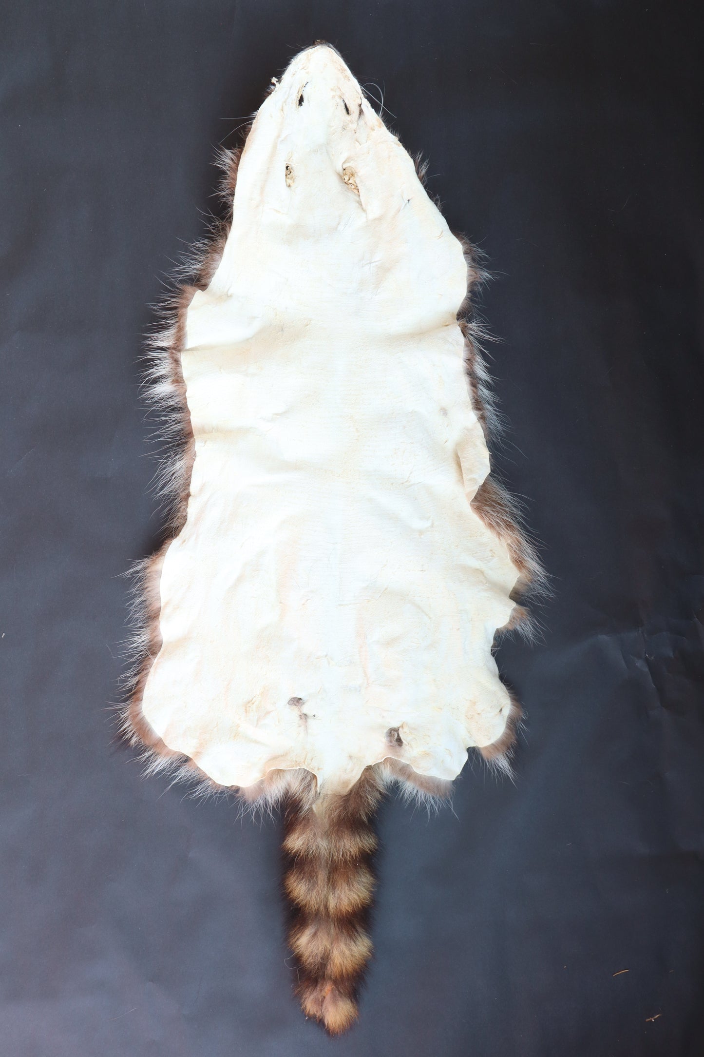 Soft Tanned Raccoon Pelt
