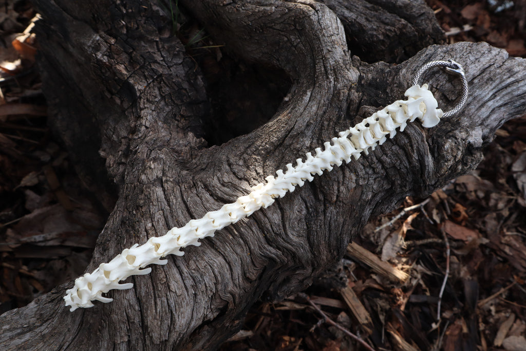 Domestic Kitten Spinal Column Articulation