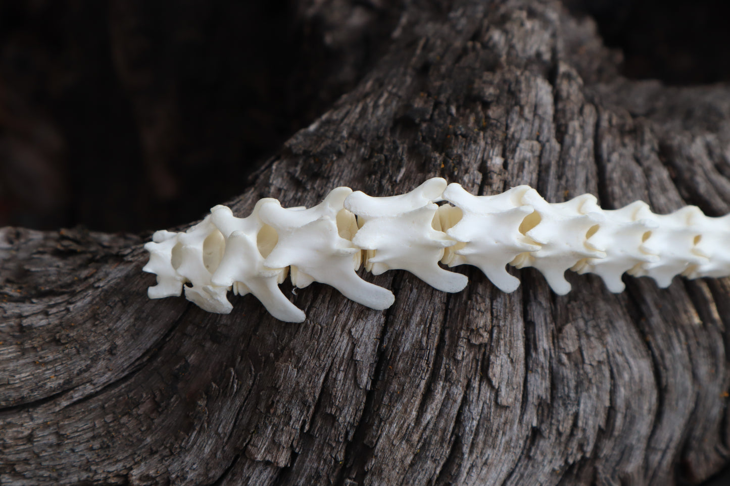 Domestic Kitten Spinal Column Articulation