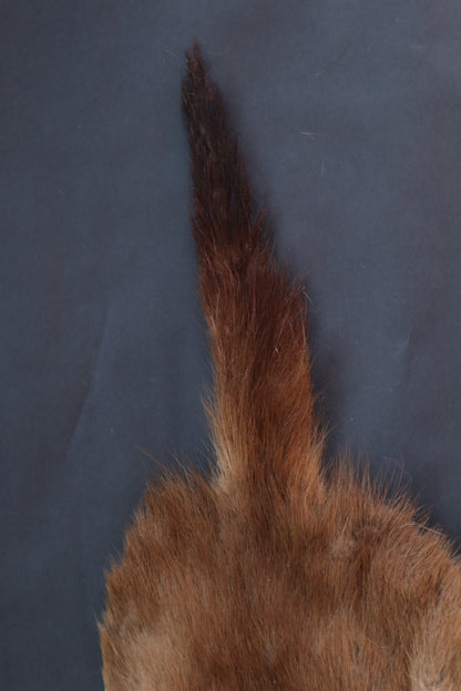 Soft Tanned Mink Pelt