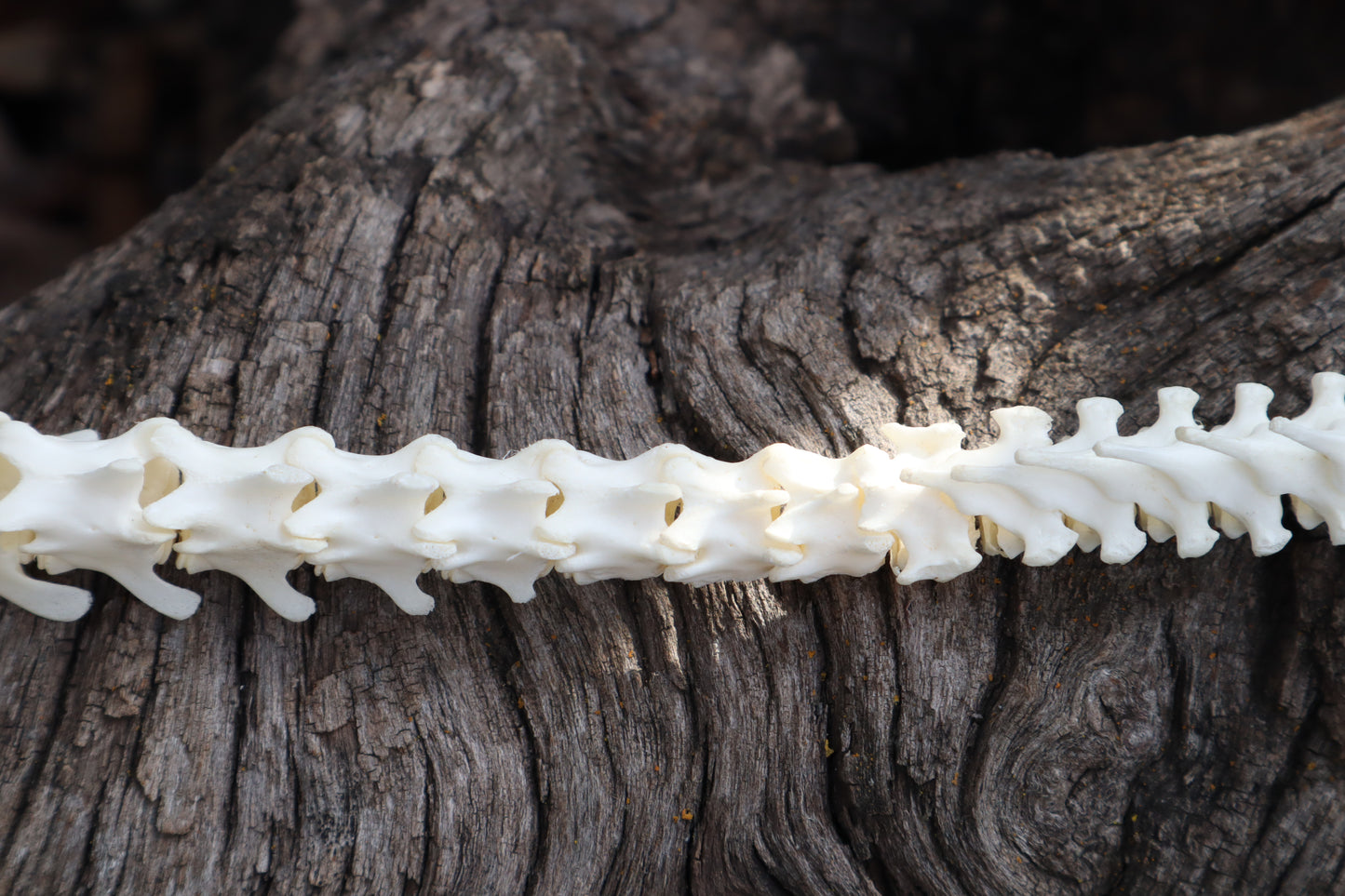 Domestic Kitten Spinal Column Articulation
