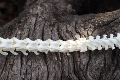 Domestic Kitten Spinal Column Articulation