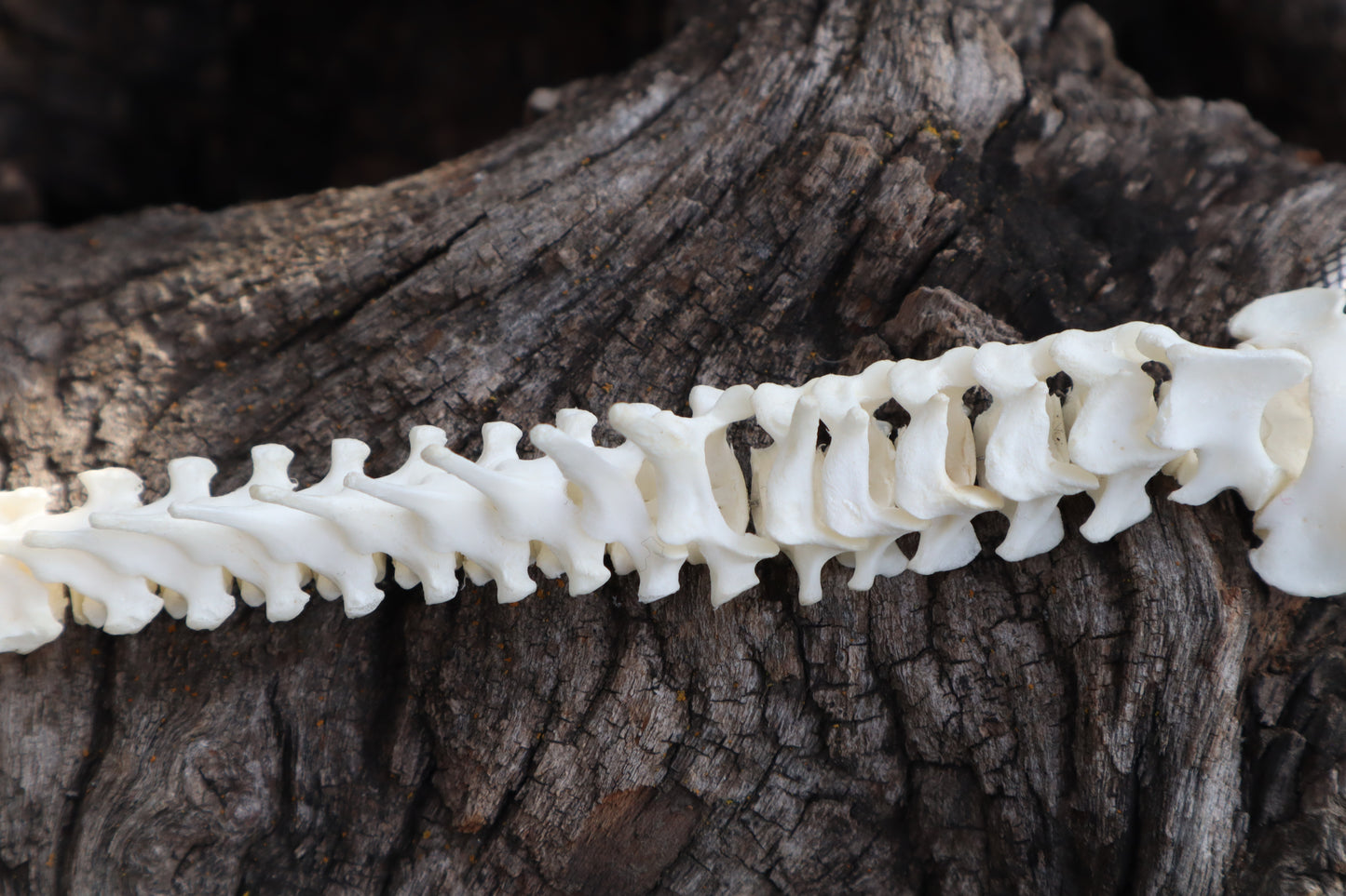 Domestic Kitten Spinal Column Articulation