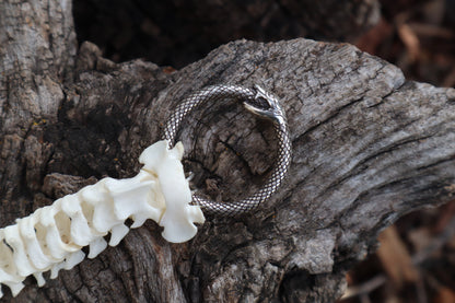 Domestic Kitten Spinal Column Articulation