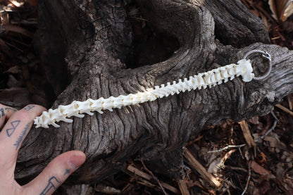 Domestic Kitten Spinal Column Articulation
