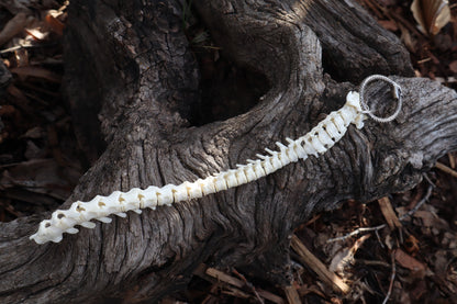 Domestic Kitten Spinal Column Articulation