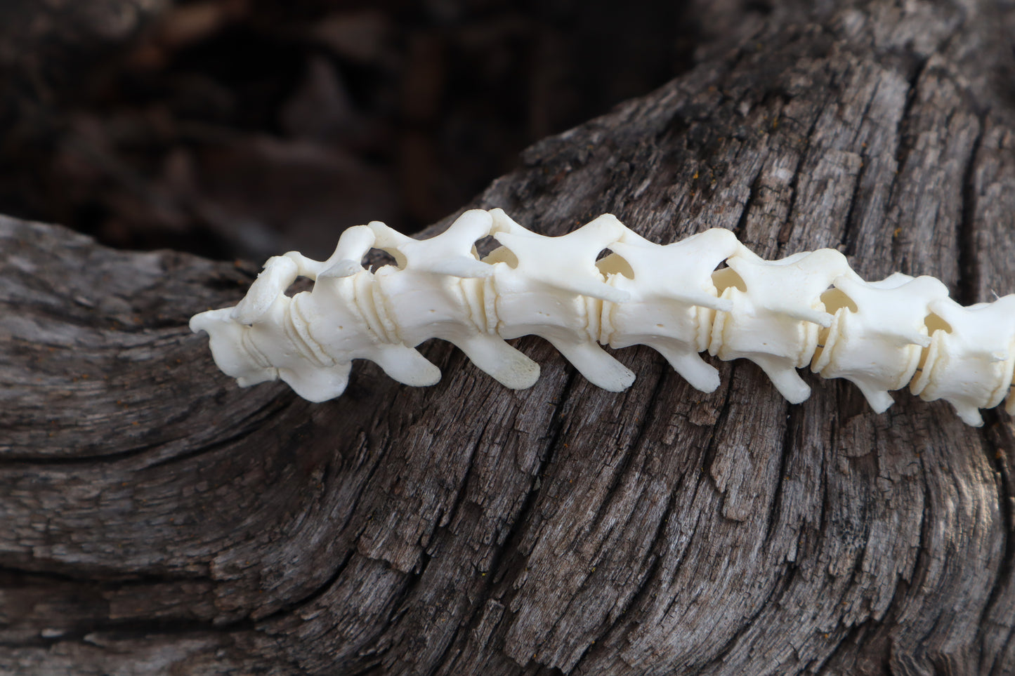 Domestic Kitten Spinal Column Articulation