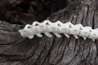 Domestic Kitten Spinal Column Articulation