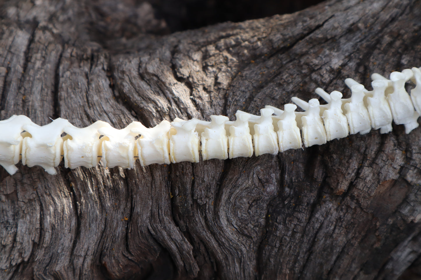 Domestic Kitten Spinal Column Articulation