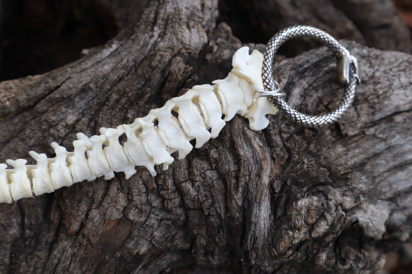 Domestic Kitten Spinal Column Articulation