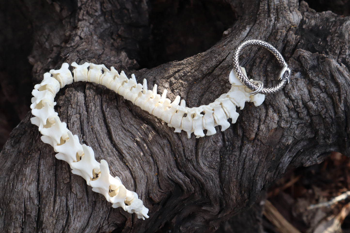 Domestic Kitten Spinal Column Articulation