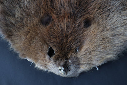 Soft Tanned Beaver Pelt