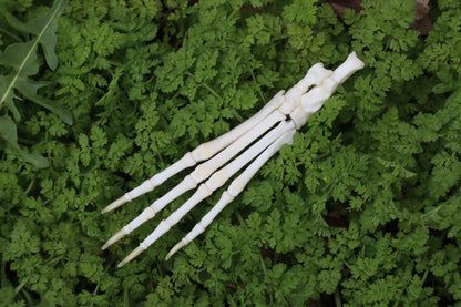 Lucky Rabbit Paw Articulation