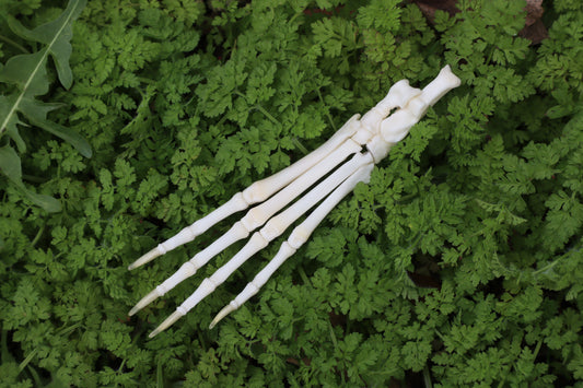 Lucky Rabbit Paw Articulation