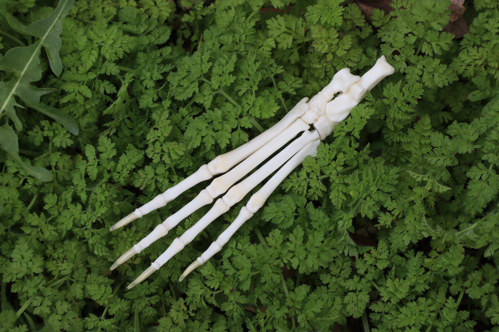 Lucky Rabbit Paw Articulation