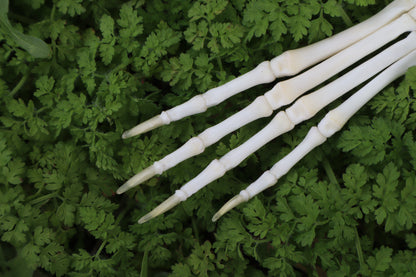 Lucky Rabbit Paw Articulation