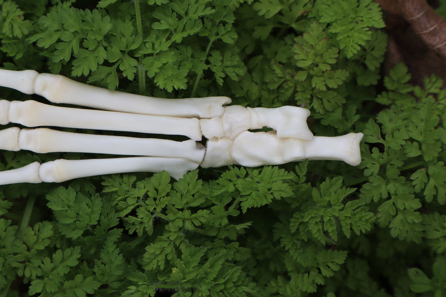 Lucky Rabbit Paw Articulation