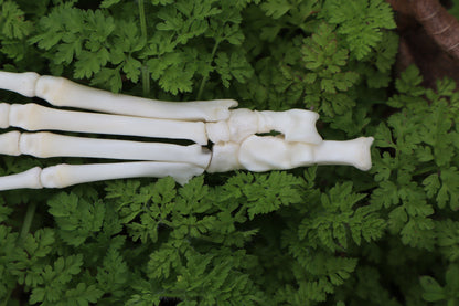 Lucky Rabbit Paw Articulation